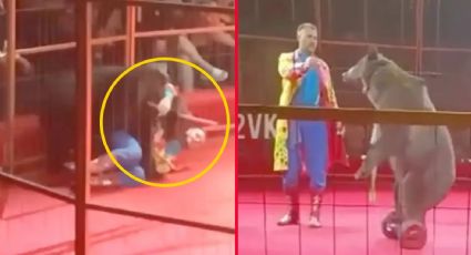 Ataque animal: Oso ataca a su entrenador en medio de un espectáculo en vivo | VIDEO