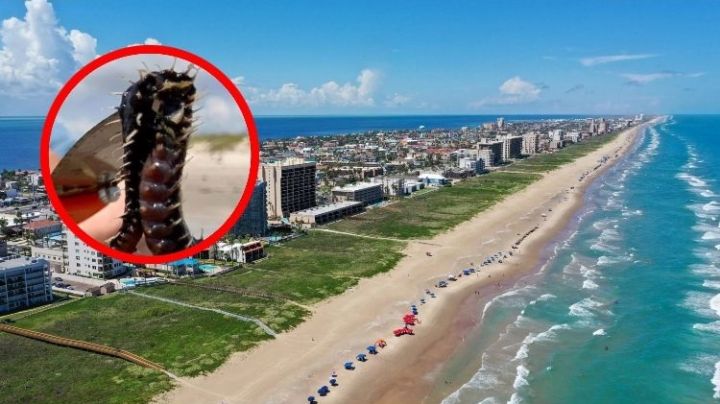 ¿Qué son los gusanos marinos venenosos que aparecieron en las costas de Texas?