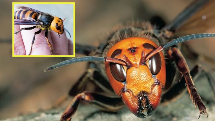 Avispas asesinas invaden los jardines en Texas y esto es lo que las atrae