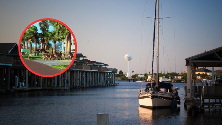 Esta pequeña ciudad de Texas ha sido invadida por animales silvestres