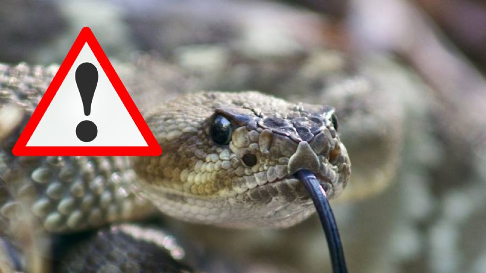 La serpiente de cascabel podría llegar a tu casa sin darte cuenta