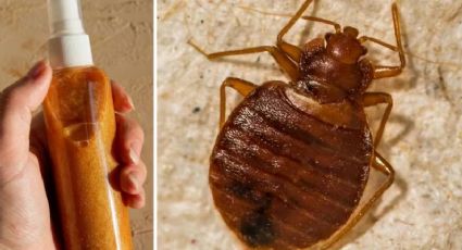 Temporada de chinches: estos remedios caseros te ayudarán con el insecto y los huevecillos que deja