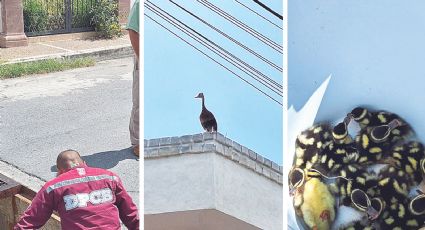 Rescatan a patitos en guardaganado en la colonia Madero