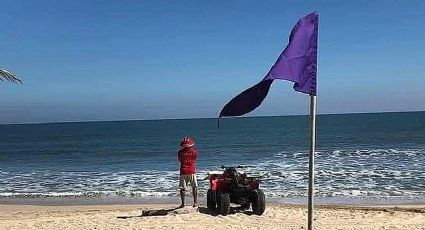 Playa Miramar: cocodrilos y 'aguasmalas' obligan a autoridades a colocar banderas moradas