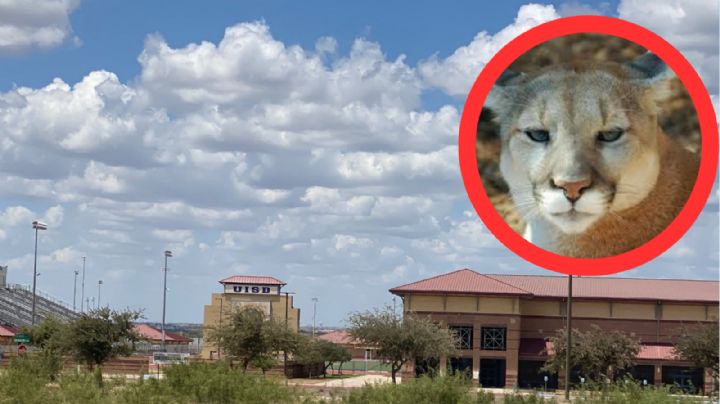 Avistamiento de pumas mantienen en alerta a las autoridades en Laredo