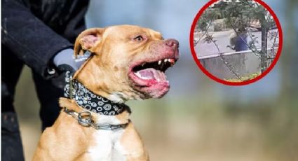 Pitbull ataca sin piedad a perritas frente a su dueña; una de ellas murió | VIDEO