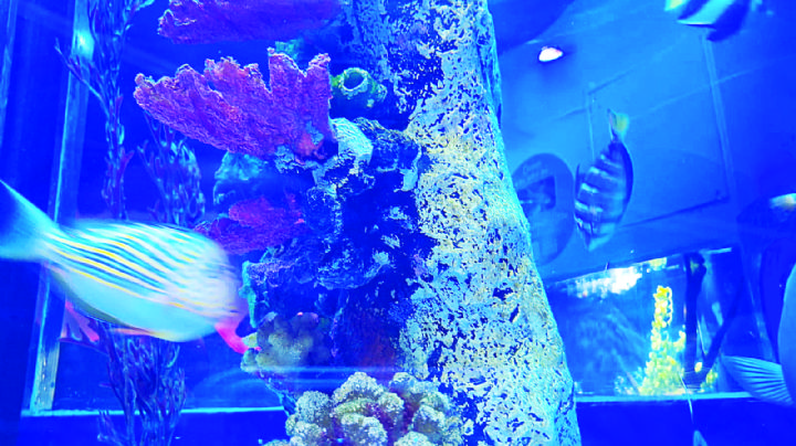 Arriban tiburones al acuario de Nuevo Laredo