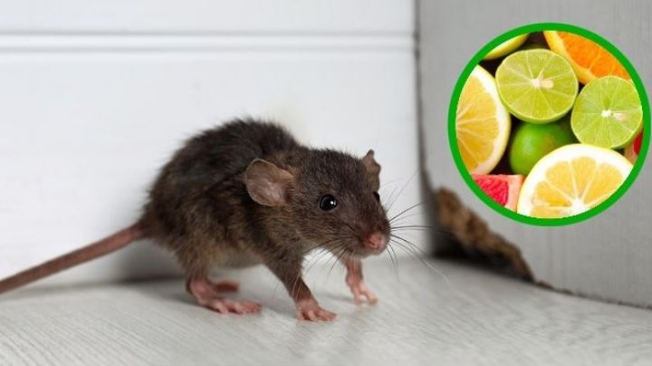 Temporada de ratones: con estos consejos ya no podrán meterse a tu casa
