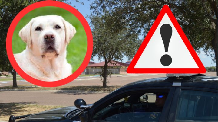 Eran perros y no pumas los animales que deambulaban en Laredo, aseguran autoridades