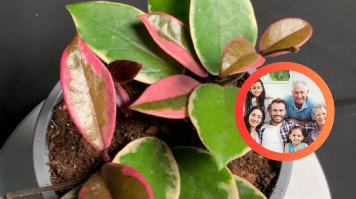 Conoce la planta de la felicidad eterna y su cuidado, según el Feng Shui