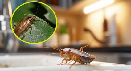 Si compras estas plantas, tu casa se llenará de cucarachas