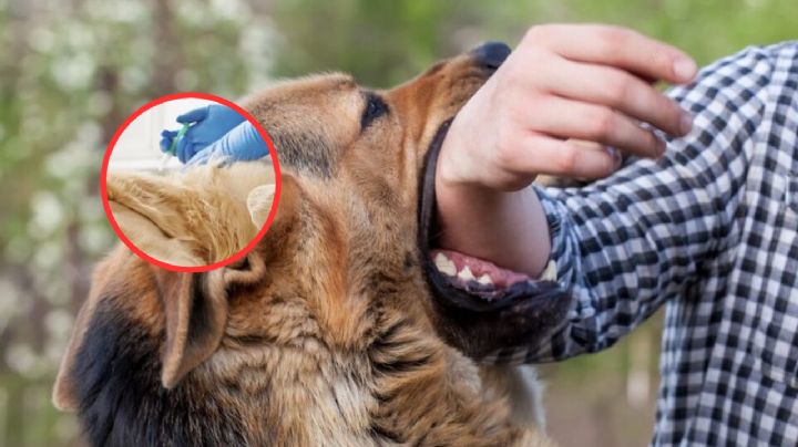 Si mi perro mordió a una persona, ¿tengo qué sacrificarlo forzosamente?