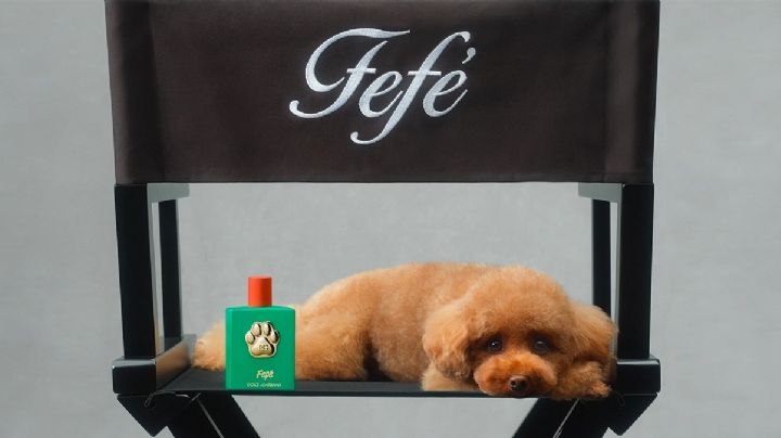Dolce & Gabbana lanza lujoso perfume de 100 dólares para que tu perro huela bonito