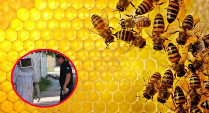 Muere niño de 6 años tras recibir más de 100 piquetes de abejas; estaba jugando con sus amigos