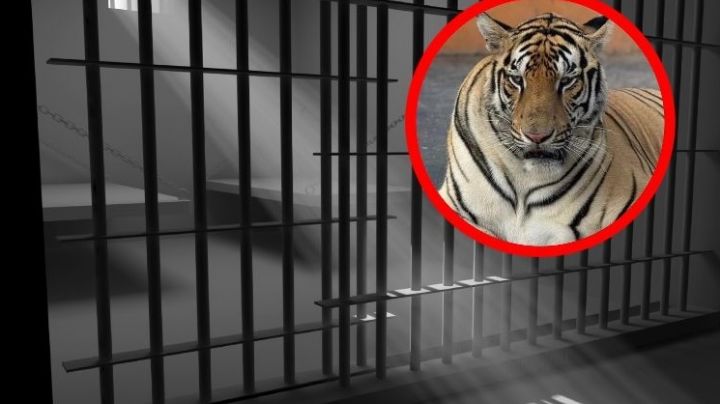 Capturan a tigre siberiano que aterrorizó a habitantes de Reynosa durante cinco días