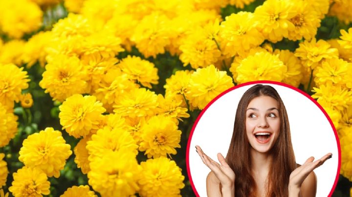 ¿Regalarás flores amarillas el 21 de septiembre? Esta es la tradición que enamora a las mujeres