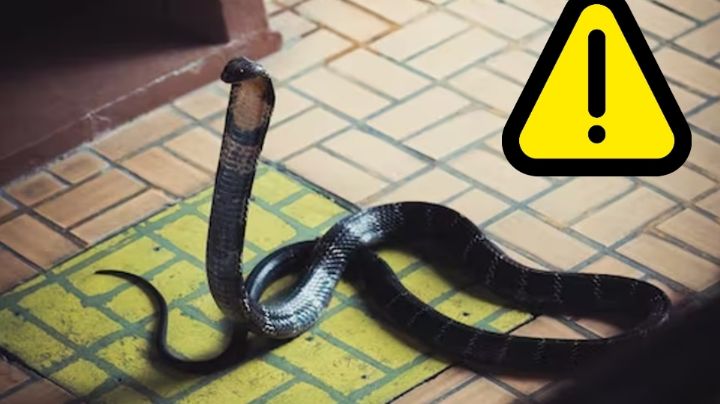 Serpientes en casa: estas 4 señales delatan su presencia; ¡cuidado!