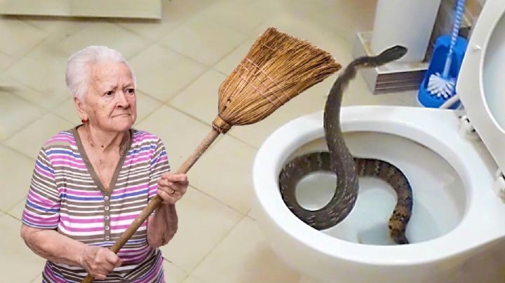 Si hay una víbora en tu casa o jardín, así puedes darte cuenta 