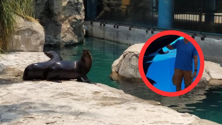 Muere trabajador del Zoológico de Chapultepec tras caer al estanque de lobos marinos