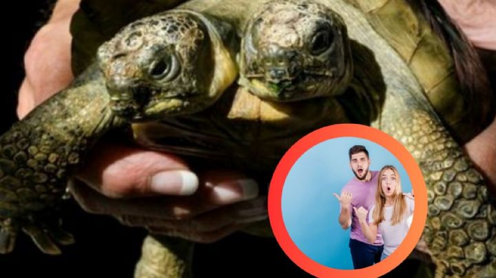 Esta tortuga tiene 26 años y... ¡2 cabezas!; esta es su historia