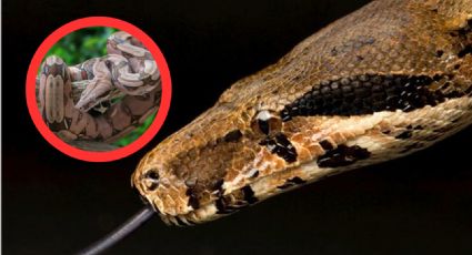 Captan enorme boa constrictor en reserva ecológica en México | VIDEO