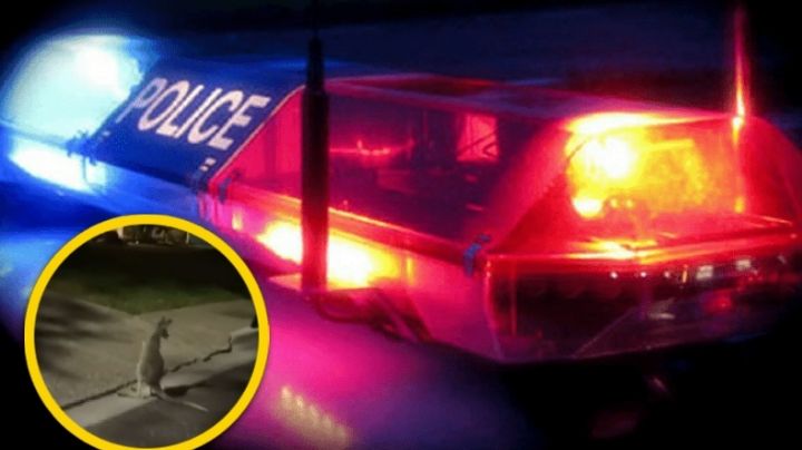 Avistan a canguro en Laredo; salta en los jardines de la ciudad sin ser atrapado