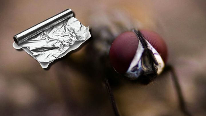 ¿Harto de las moscas? Este truco con papel aluminio las alejará de tu hogar