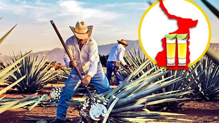 Fiestas patrias: Tamaulipas prepara uno de los mejores tequilas del país; ¿cuál es?