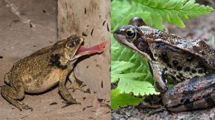 Si ves sapos en el jardín, ¡no los mates!, estos son los beneficios