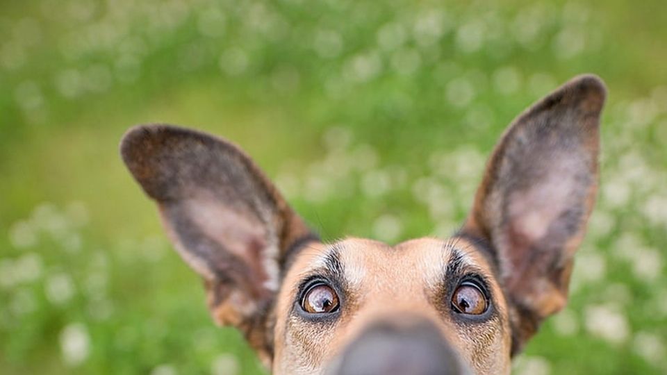 La mirada de tu perro