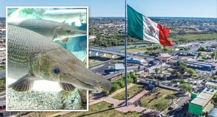 Pescan gigantesco catán del río Bravo en Nuevo Laredo, el más grande en 100 años