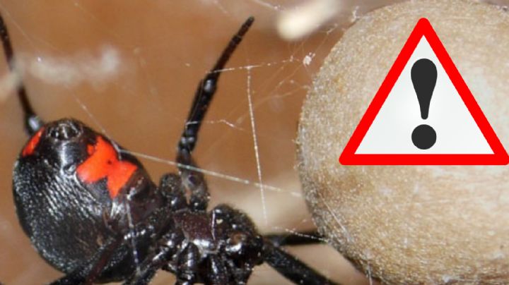 Viuda Negra: si vives en estos estados de México encontrarás a esta peligrosa araña