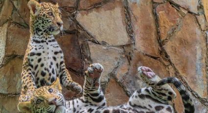 Canalizarán a cachorros de jaguar de Nuevo Laredo a 'La Biosfera'