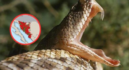 ¿Cuál es la serpiente más peligrosa y venenosa de México y dónde habita?