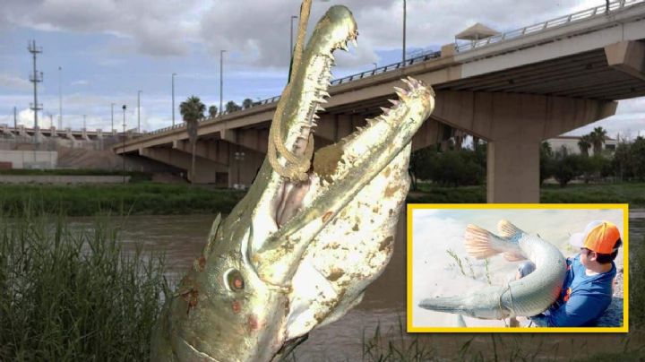 Pez catán: así puedes atrapar uno en el Río Bravo; consejos de cómo pescar