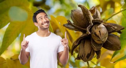 Temporada de nuez: beneficios del fruto y lo que implica la 'cosecha'