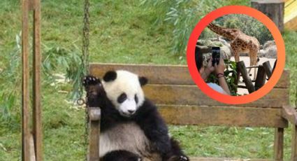 Los ‘pandas’ del zoológico resultan ser perros disfrazados; querían atraer más público | VIDEO