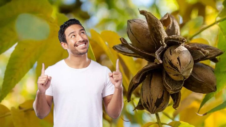 Temporada de nuez: beneficios del fruto y lo que implica la 'cosecha'