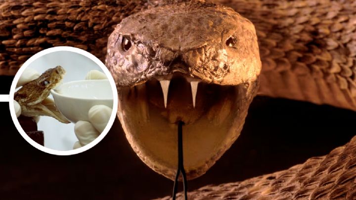 Aprueban antídoto para neutralizar el veneno de 40 especies de serpientes