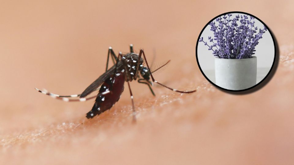 Mosquitos: así puedes mantenerlos lejos de tu hogar con remedios caseros