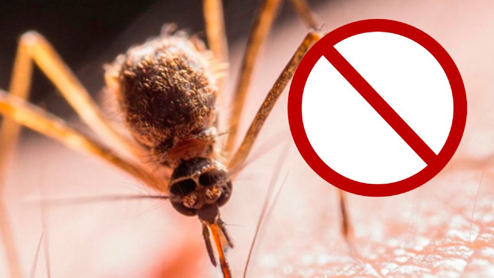 Los mosquitos son una verdadera molestia