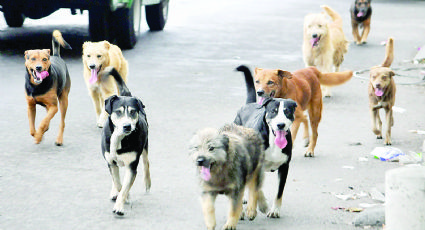 Esterilizan y evitan 40 mil callejeritos en Nuevo Laredo