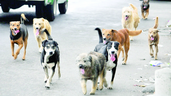 Esterilizan y evitan 40 mil callejeritos en Nuevo Laredo