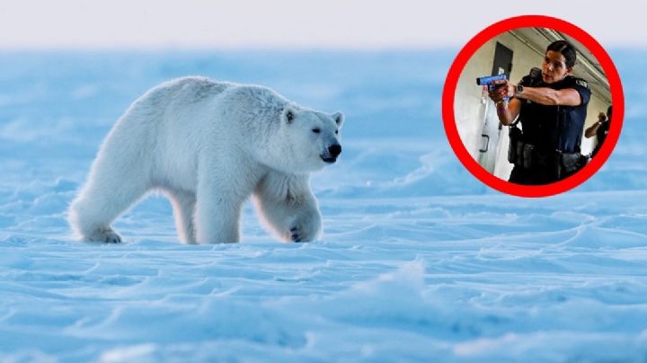 Oso polar es asesinado a tiros por policías a pesar de ser ilegal; 'es algo que no queríamos hacer'