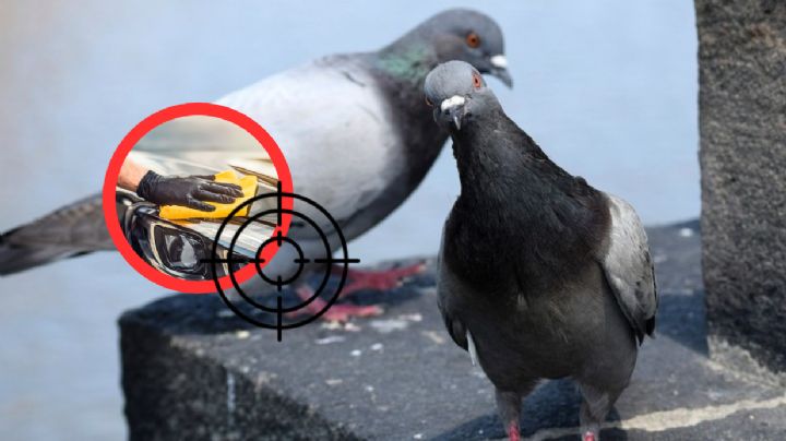 Evita que las palomas ensucien tu coche siguiendo estos sencillos consejos