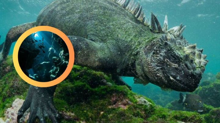 Parecen 'mini Godzillas', así nadan las iguanas acuáticas en las profundidades del mar | VIDEOS