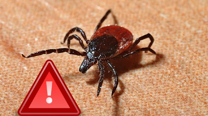 Muere niña por picadura de garrapata y síntomas de dengue; vivía rodeada de perros callejeros