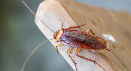 Esta especie de cucaracha es la más peligrosa de todas y abunda en México