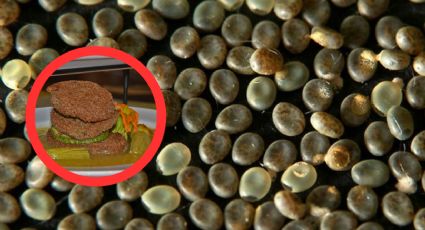 Conoce 'el caviar mexicano', un alimento que proviene de los huevos de insectos acuáticos