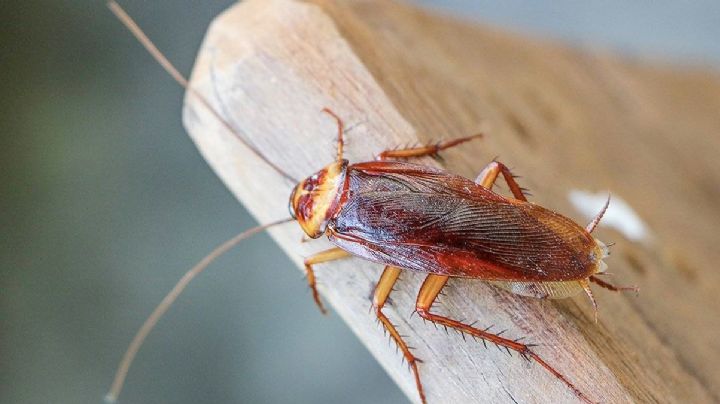Esta especie de cucaracha es la más peligrosa de todas y abunda en México